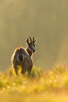 Alpine chamois ( Rupicapra rupicapra ) on a mountain meadow, watching back over its shoulder, sunny  by wunderbare Erde