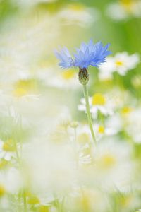 Korenbloem tussen echte kamille