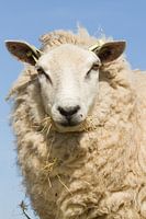 Portret van een Texels schaap met een blauwe lucht