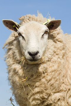 Portret van een Texels schaap met een blauwe lucht van Dagmar Hijmans