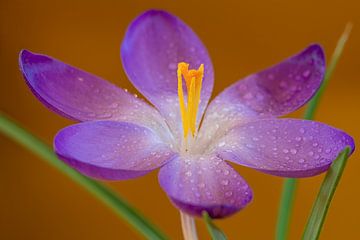 Frische lila Frühlingsblume mit Tropfen von Jolanda de Jong-Jansen