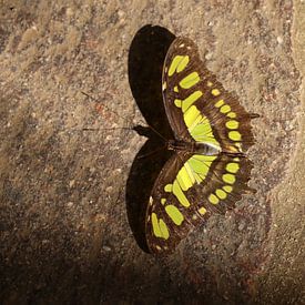 Papillon malachite sur Matthias Brix