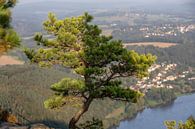 Weather pine on the Lilienstein - Saxon Switzerland / Elbe Sandstone Mountains by t.ART thumbnail