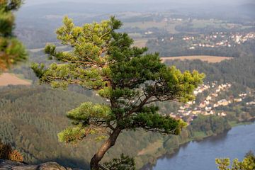 Weather pine on the Lilienstein - Saxon Switzerland / Elbe Sandstone Mountains by t.ART