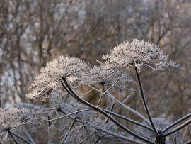 Still life with frozen fog on bear claw. by Wim vd Neut