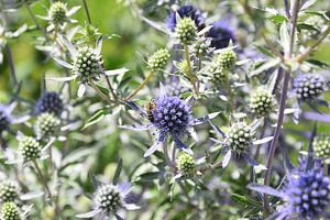 Bijtje op paarse distels art print - zomer botanisch reisfotografie van Christa Stroo fotografie