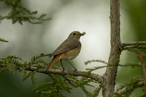 Phoenicurus phoenicurus