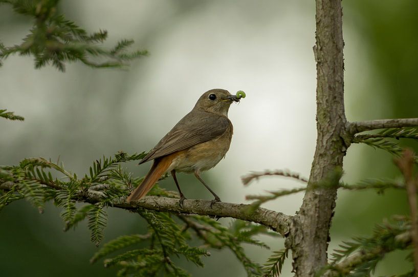 Phoenicurus phoenicurus by Margriet Louwen