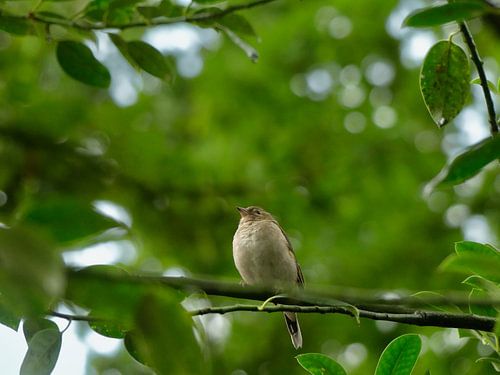 Un petit oiseau sur une branche