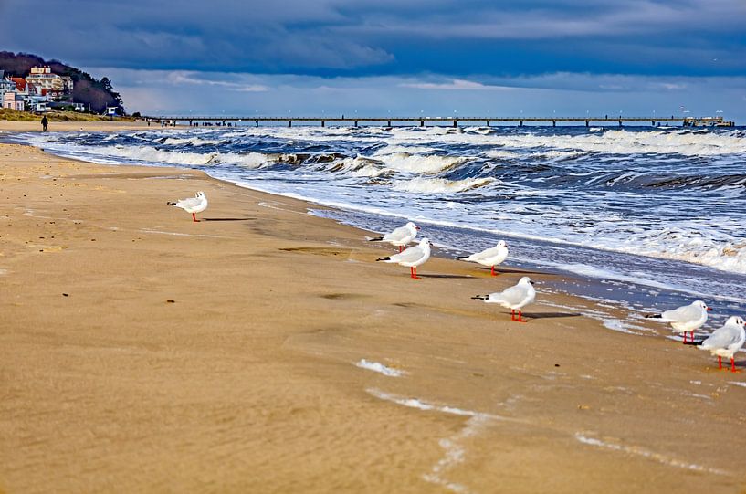 Novembergolven op het strand van de Baltische Zee van Holger Felix