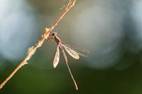 Libelle in Nahaufnahme