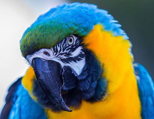 "Blue and Gold Macaw" (Ara ararauna).