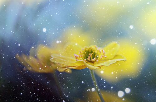 imagine by fantasina