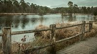 Oisterwijkse Bossen en Vennen, Witven van Patrick Rosenthal thumbnail