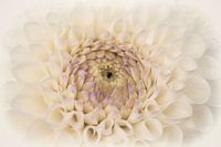 Bloem Dahlia close up