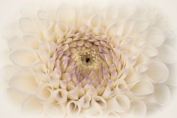 Flower Dahlia close up by Consala van  der Griend