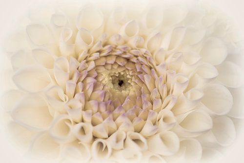 Flower Dahlia close up