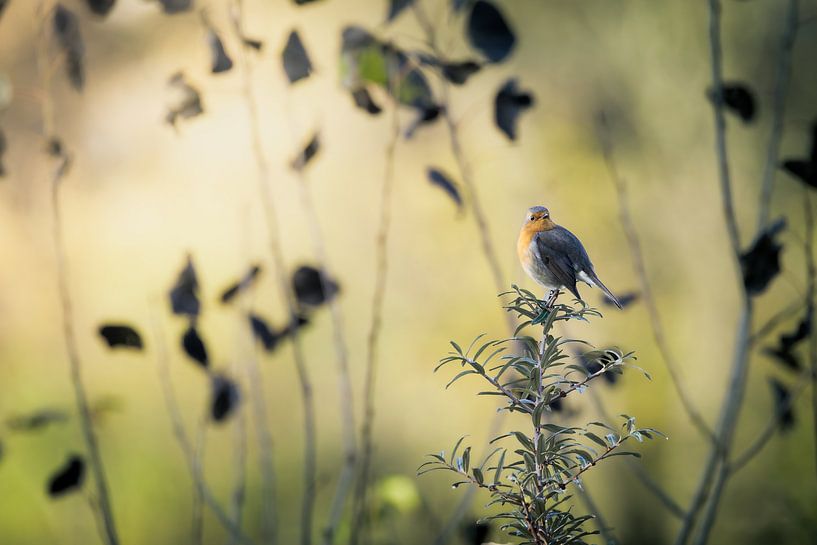 Robin sur bâton de retour d'un long voyage en Scandinavie par Dennis van Hof