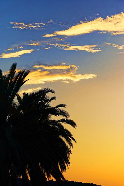 Sunset Palmtree Spain by Arianor Photography