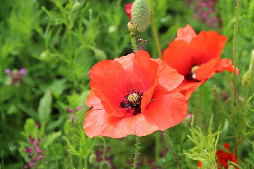 coquelicot par Hanneke van den Berg