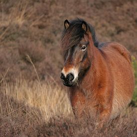 IJslands Paard tussen de hei von Henriëtte Kelderman-Makaaij