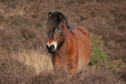 IJslands Paard tussen de hei