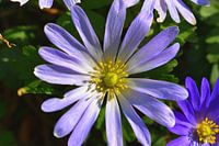 Anemone