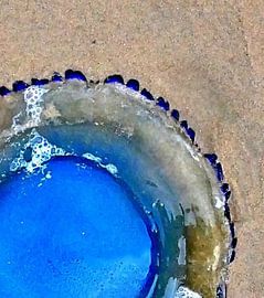 Qualle, medus'art von ASTR