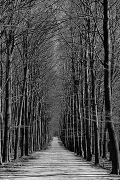 Een bospad in de winter in zwart-wit van whmpictures .com