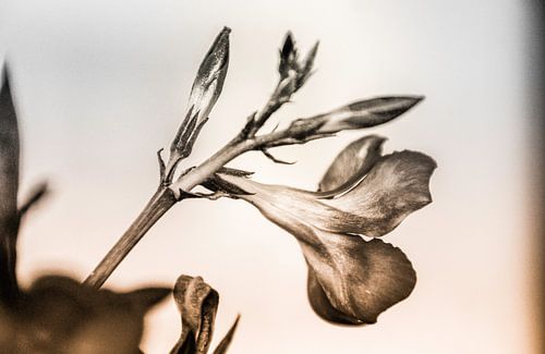 Gevoelige vergankelijkheid - Bloesem in sepia