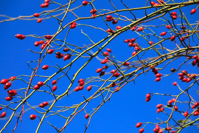 Autumn Season by Thomas Jäger
