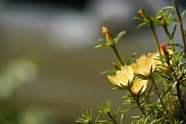 gelb blühendes Portulakröschen Portulaca grandiflora