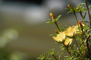 Geelbloeiende postelein Portulaca grandiflora van Heiko Kueverling