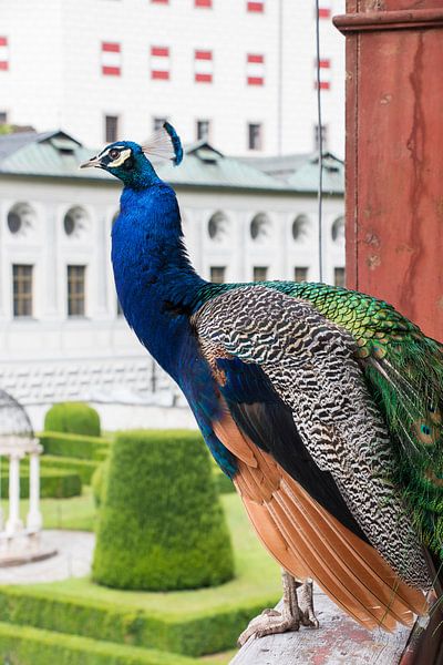 Prachtige pauw, Schloss Ambras, in Innsbruck. van Aukelien Philips
