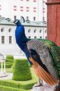 Prachtige pauw, Schloss Ambras, in Innsbruck. van Aukelien Philips thumbnail