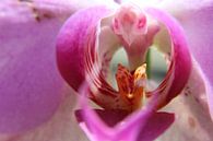 Close-up orchidee von Anja Ruiter Miniaturansicht