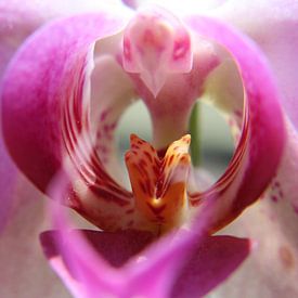 Close-up orchidee van Anja Ruiter