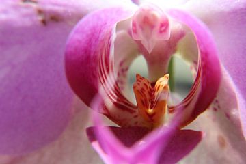 Close-up orchidee by Anja Ruiter