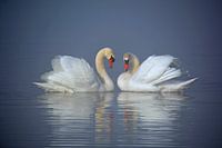 Harmony