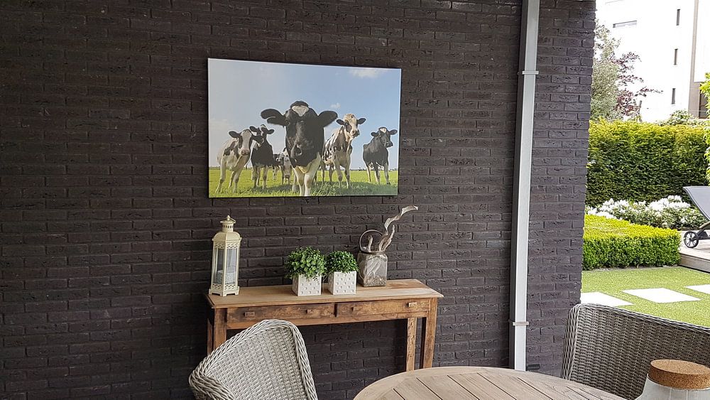 Groupe de vaches dans une prairie regardant dans l'objectif