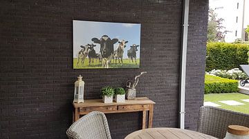 Kundenfoto: Gruppe von Kühen auf einer Wiese, die in die Linse schauen. von Sjoerd van der Wal