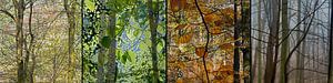 vier Jahreszeiten im Wald
