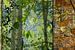 vier Jahreszeiten im Wald von Hanneke Luit