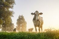 Vache dans le pré par un matin brumeux par Dirk van Egmond Aperçu