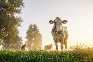 Koe in de wei op een mistige ochtend van Dirk van Egmond