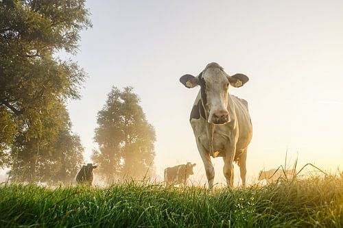 Koe in de wei op een mistige ochtend