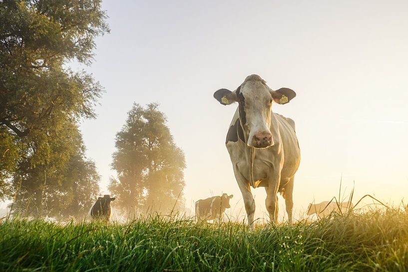 Vache dans le pré par un matin brumeux par Dirk van Egmond