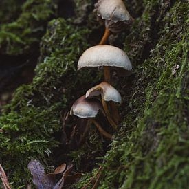 Slow-moving mushrooms by Eline Huizenga