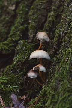 Langzaam vergaande paddenstoelen van Eline Huizenga