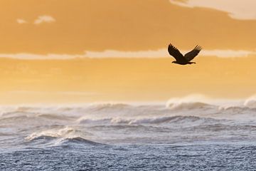 White-tailed eagle in the light of the midnight sun by Daniela Beyer